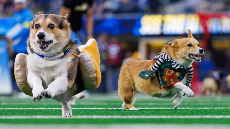 Corgis Race At Halftime At SoFi Stadium LA Chargers