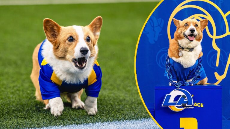 INSANELY Cute Corgis Race Like Their Treats Depend On It